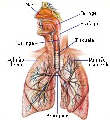 respiracao