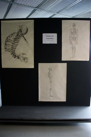 11GEstudosdoEsqueleto